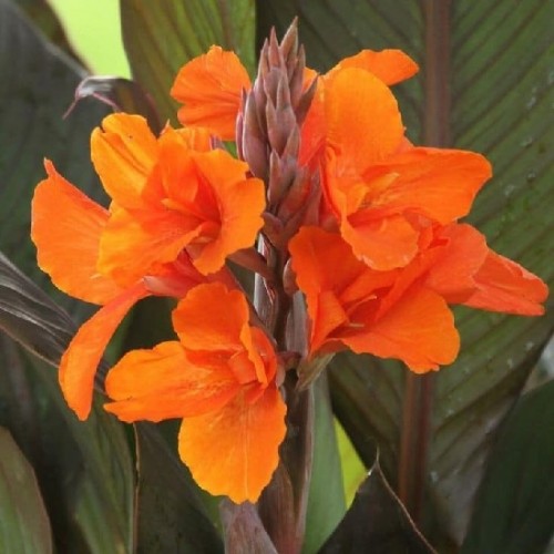 Củ cây hoa chuối cảnh (kiểng) 