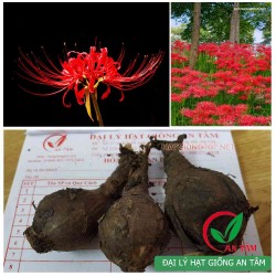 Hạt giống hoa bỉ ngạn Hạt giống hoa bỉ ngạn