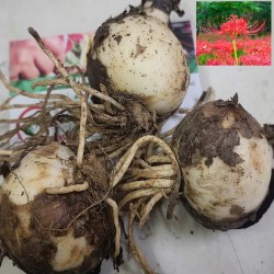 Hạt giống hoa bỉ ngạn Hạt giống hoa bỉ ngạn