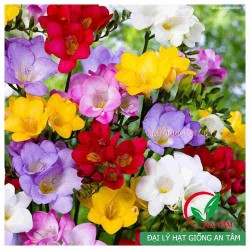 Củ hoa lan Nam Phi Củ hoa lan Nam Phi