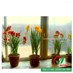 Củ hoa lan Nam Phi Củ hoa lan Nam Phi