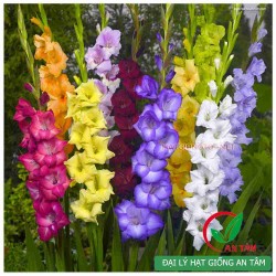 Củ hoa lay ơn (Hoa dơn) Củ hoa lay ơn (Hoa dơn)