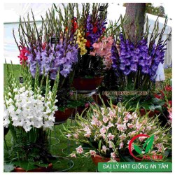 Củ hoa lay ơn (Hoa dơn) Củ hoa lay ơn (Hoa dơn)