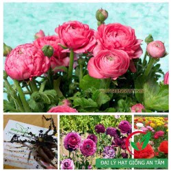 Củ hoa mao lương - hồng ri ba tư