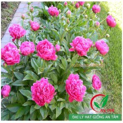 Củ hoa mẫu đơn kép Củ hoa mẫu đơn kép