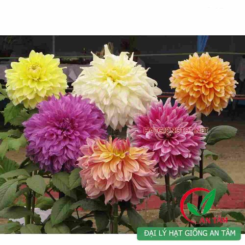 Hạt giống hoa thược dược khổng lồ