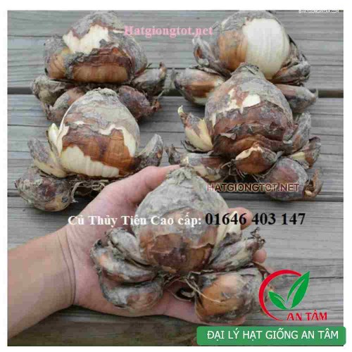 Củ hoa thủy tiên chơi tết 