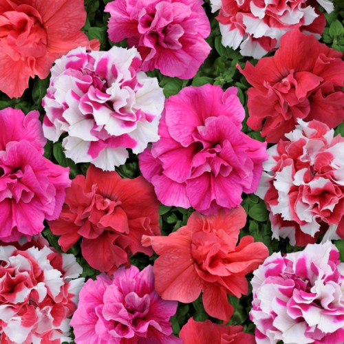 Hạt giống hoa dạ yến thảo kép f1 