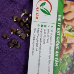 Hạt giống cây bụp giấm(atiso đỏ)