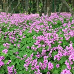 Hạt giống cỏ ba lá (củ me đất đỏ)