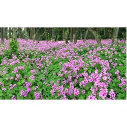 Hạt giống cỏ ba lá (củ me đất đỏ) Hạt giống cỏ ba lá (củ me đất đỏ)