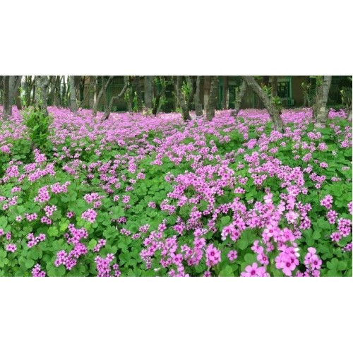 Hạt giống cỏ ba lá (củ me đất đỏ)