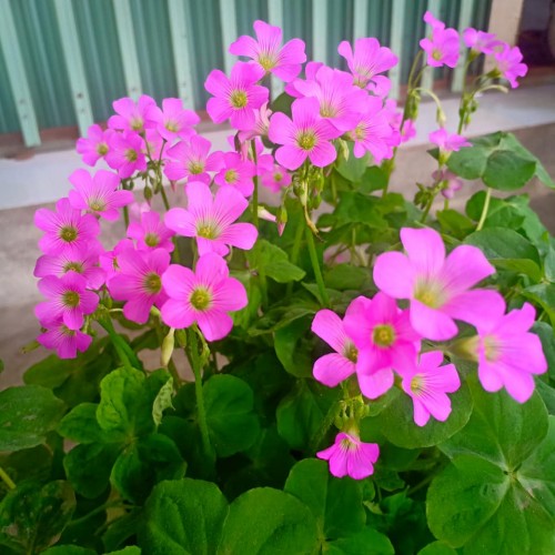 Hạt giống cỏ ba lá (củ me đất đỏ)