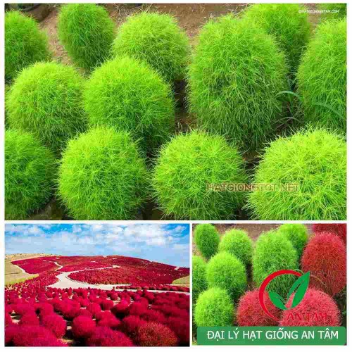 Hạt giống cỏ đổi màu
