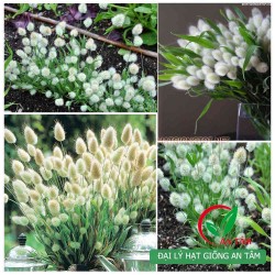 Hạt giống cỏ đuôi thỏ Hạt giống cỏ đuôi thỏ
