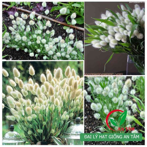 Hạt giống cỏ đuôi thỏ