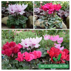 Hạt giống hoa anh thảo