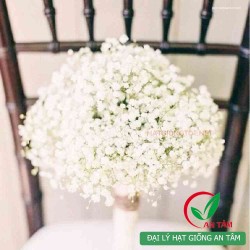 Hạt giống hoa baby trắng Hạt giống hoa baby trắng