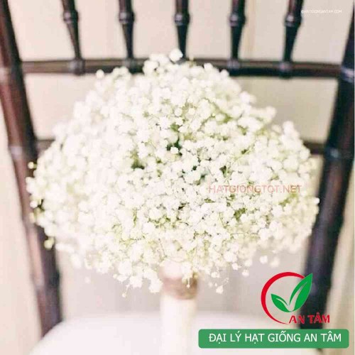 Hạt giống hoa baby trắng