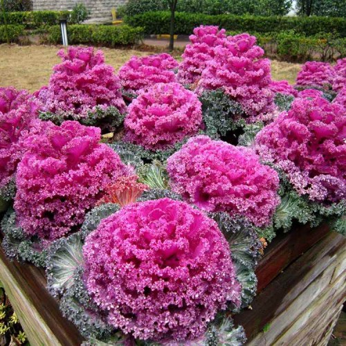 Hạt giống hoa bắp cải