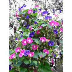 Hạt giống hoa bìm bìm cây dây leo