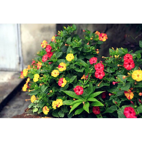 Hạt giống hoa bông phấn mix