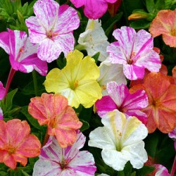 Hạt giống hoa bông phấn mix