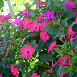 Hạt giống hoa bông phấn mix