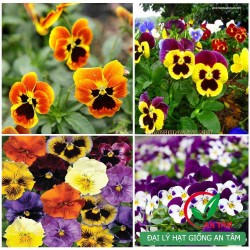 Hạt giống hoa bướm viola Hạt giống hoa bướm viola