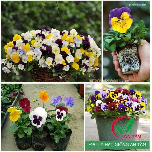 Hạt giống hoa bướm viola