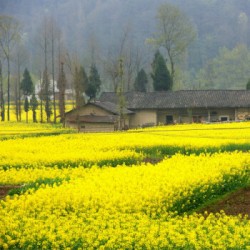 Hạt giống cải hoa vàng