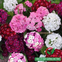 Hạt giống hoa cấm chướng Hạt giống hoa cấm chướng