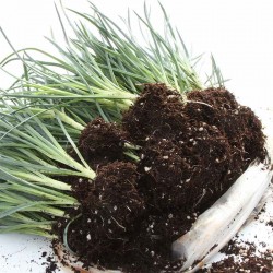 Hạt giống hoa cẩm chướng kép