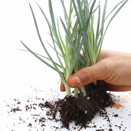 Hạt giống hoa cẩm chướng kép
