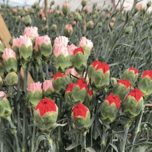 Hạt giống hoa cẩm chướng kép