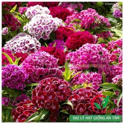 Hạt giống hoa cẩm nhung Hạt giống hoa cẩm nhung