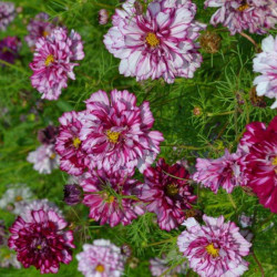 Hạt giống hoa cánh bướm kép mix