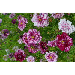 Hạt giống hoa cánh bướm kép mix