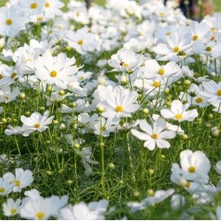 Hạt giống hoa cánh bướm trắng