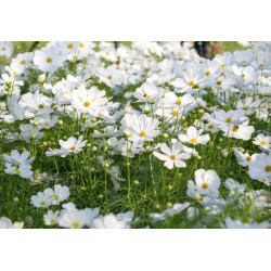 Hạt giống hoa cánh bướm trắng