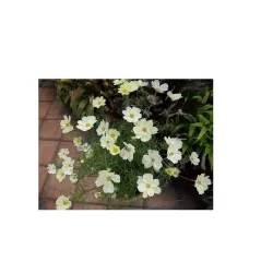 Hạt giống hoa sao nhái vàng mơ