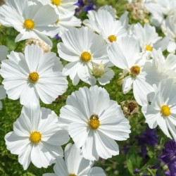 Hạt giống hoa cánh bướm trắng