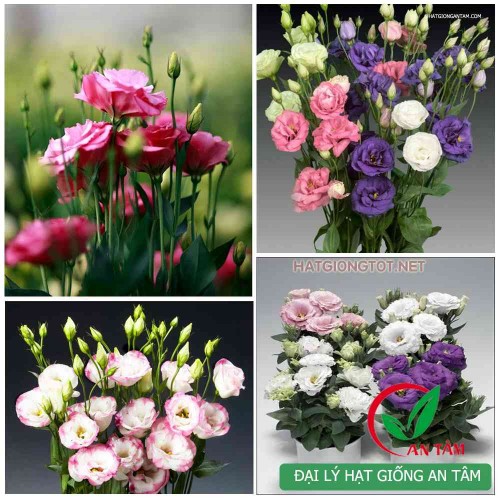 Hạt giống hoa cát tường F1 mix