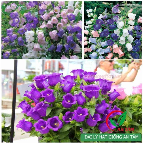 Hạt giống hoa chuông lùn F1 mix