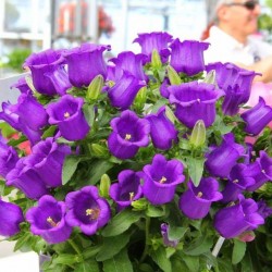 Hạt giống hoa chuông lùn