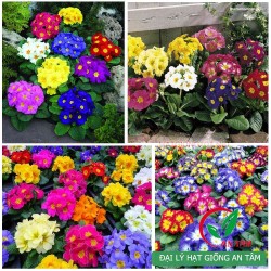 Hạt giống hoa cúc báo xuân mix Hạt giống hoa cúc báo xuân mix