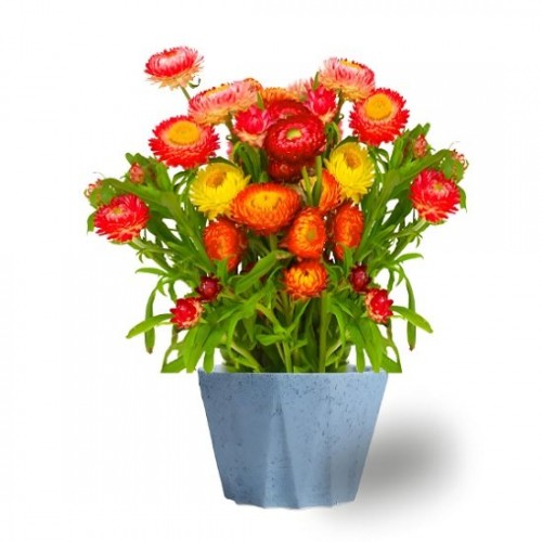 Hạt giống hoa cúc bất tử mix