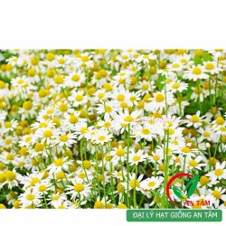 Hạt giống hoa cúc dại (cúc đức) làm trà Hạt giống hoa cúc dại (cúc đức) làm trà