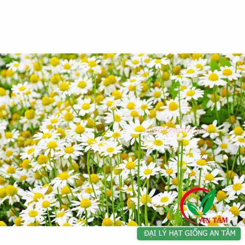 Hạt giống hoa cúc dại (cúc đức) làm trà