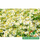 Hạt giống hoa cúc dại (cúc đức) làm trà Hạt giống hoa cúc dại (cúc đức) làm trà